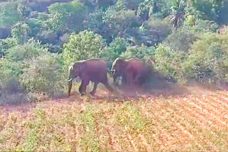 forest department warning to public because wild elephants entered in Salem district Mecheri village