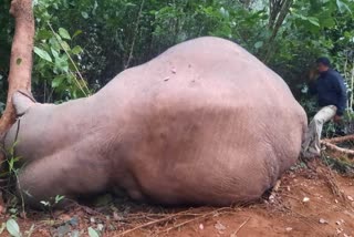 wild elephant died at Chikkamagaluru