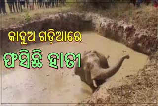 ସୁନ୍ଦରଗଡ଼ରେ କାଦୁଅ ଗଡ଼ିଆରେ ଫସିଲା ହାତୀ,  ଉଦ୍ଧାର କଲେ ବନ ବିଭାଗ ଏବଂ ସ୍ଥାନୀୟ ଲୋକ