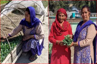 Success story of woman farmer of Sundernagar