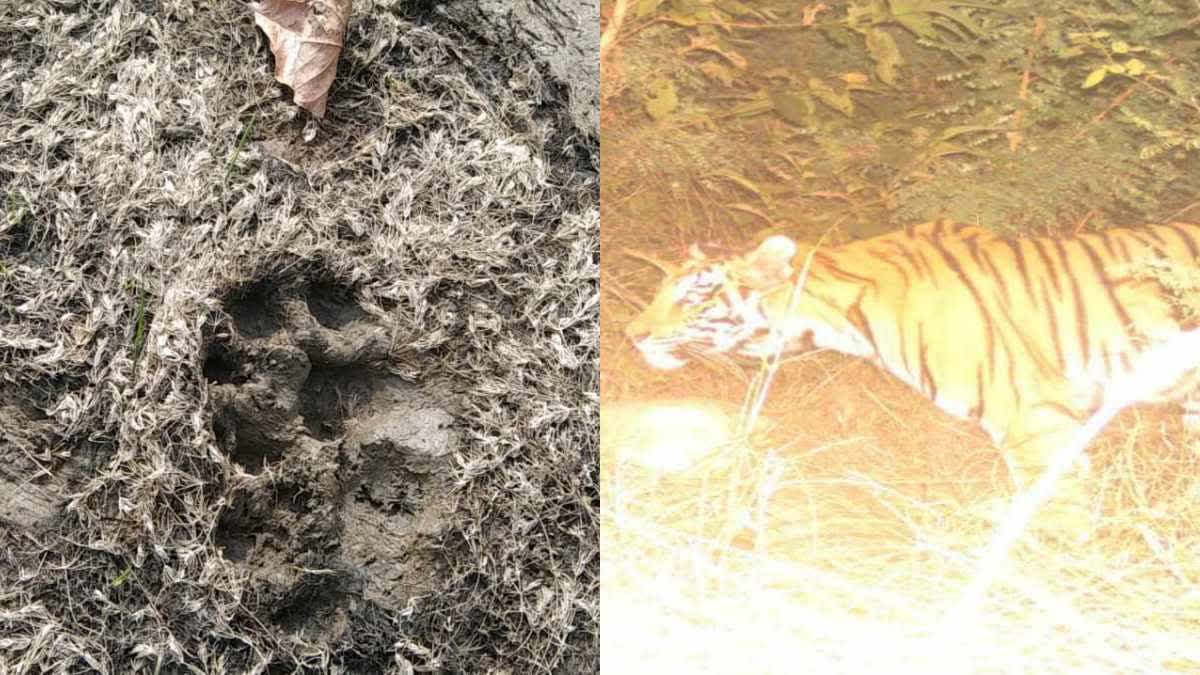 BETUL TIGERS KILLED 5 CATTLE