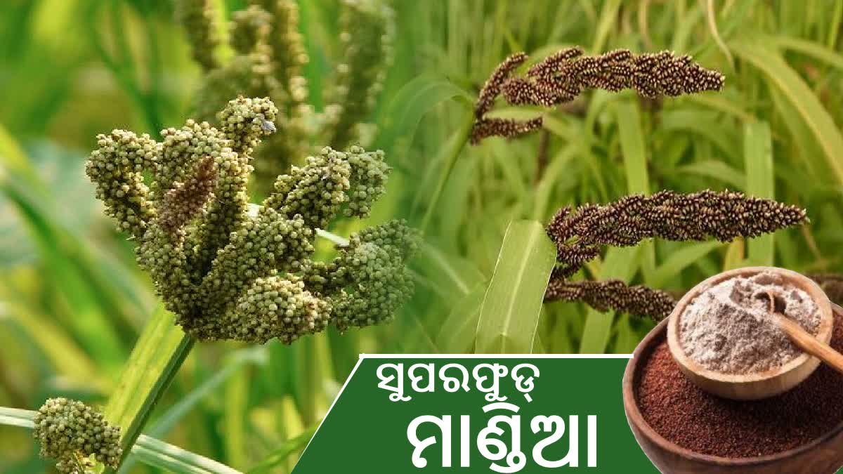 ସ୍ବାସ୍ଥ୍ୟ ପାଇଁ ସୁପରଫୁଡ୍ ମାଣ୍ଡିଆ