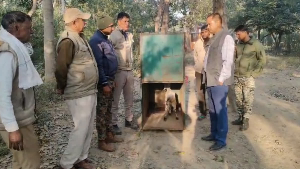 Panther in Alwar