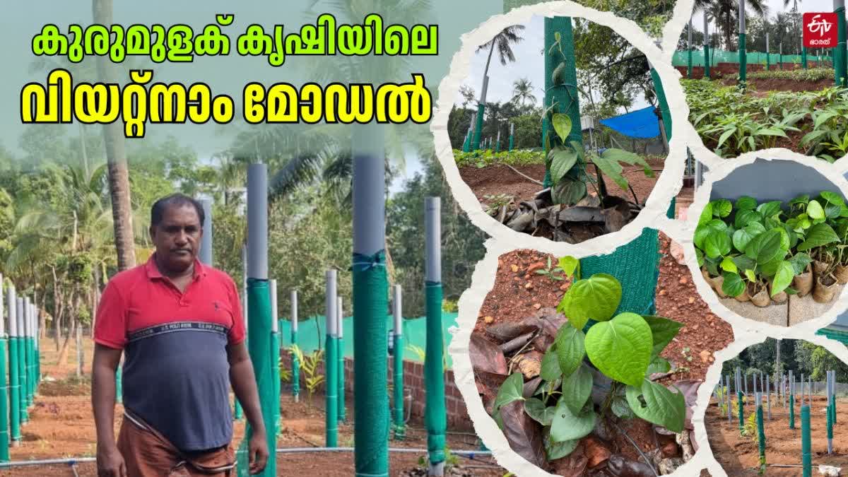 BLACK PEPPER FARMING KANNUR  BLACK PEPPER VIETNAM MODEL FARMING  വിയറ്റ്‌നാം മോഡല്‍ കുരുമുളക് കൃഷി  EFFECTIVE WAYS FOR PEPPER FARMING