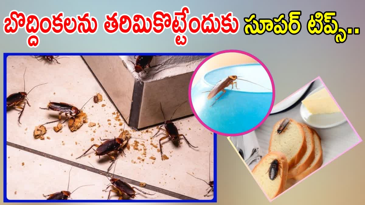 Tips to Avoid Cockroaches at Home