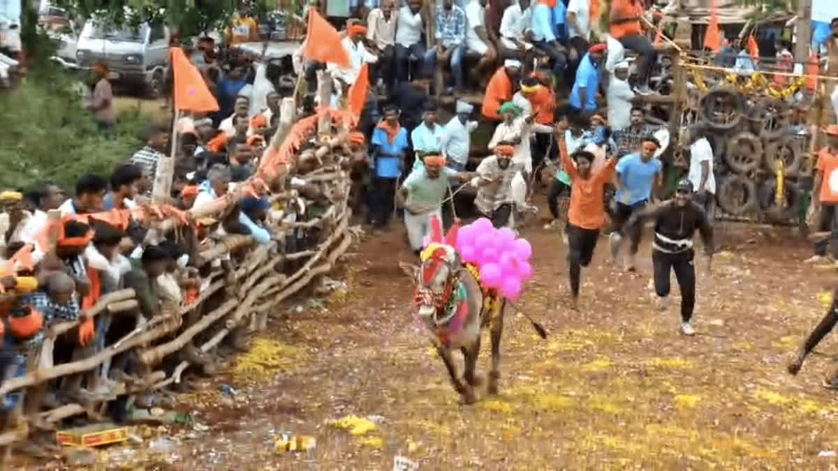 bull-running-festival-conducted-in-shivamogga