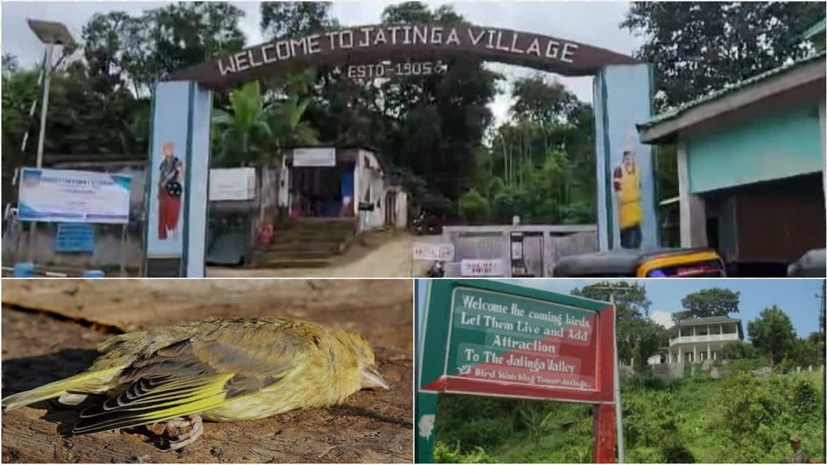 For the past five to six decades, the phenomenon of bird suicides in Jatinga has been a subject of mysterious speculation.