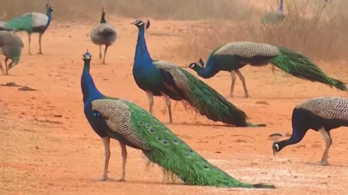 dewas 8 peacocks found dead