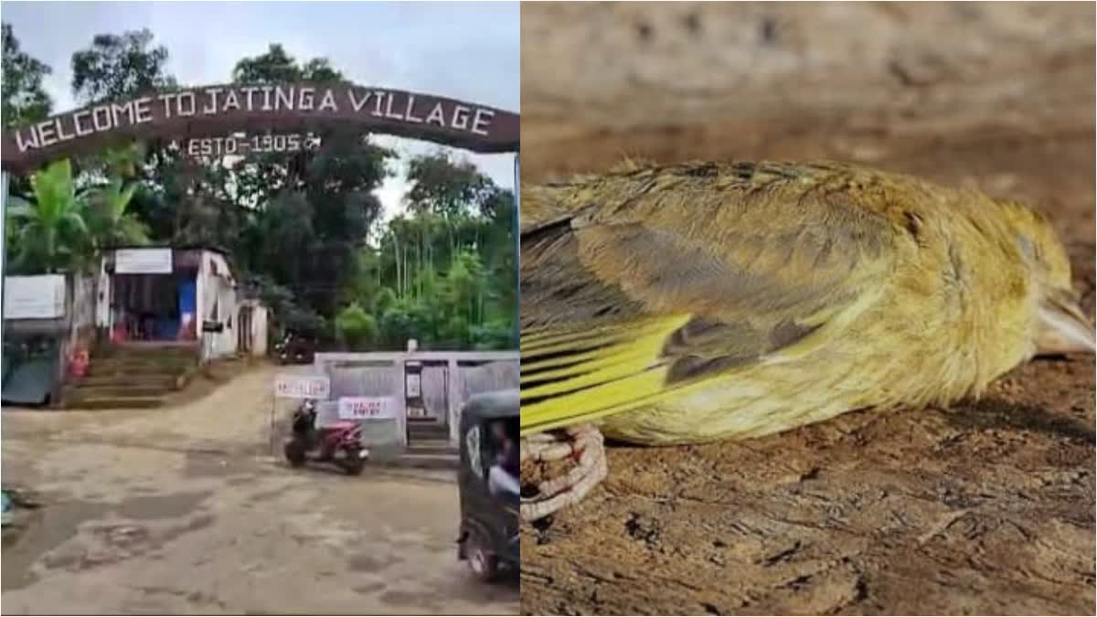 JATINGA BIRD SUICIDE MYTH  Bird Suicide Valley in Assam  പക്ഷികളുടെ ആത്മഹത്യ  അസം ജതിംഗ ദേശാടന പക്ഷി