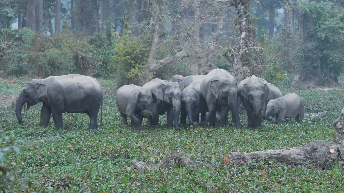 SEHRA FOREST 18 ELEPHANTS MOMENT