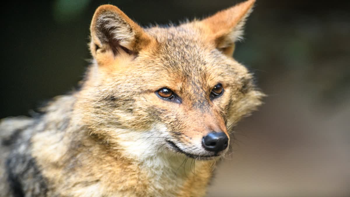 MAIHAR CHILD INJURED JACKAL ATTACK