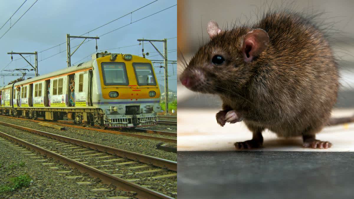 BETUL MOUSE STOPPED TRAIN