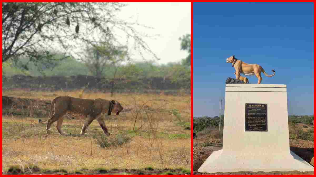 ક્રાંકચ ગામ ખાતે રાજમાતા સિંહણની પ્રતિમા સ્થાપિત કરાઈ