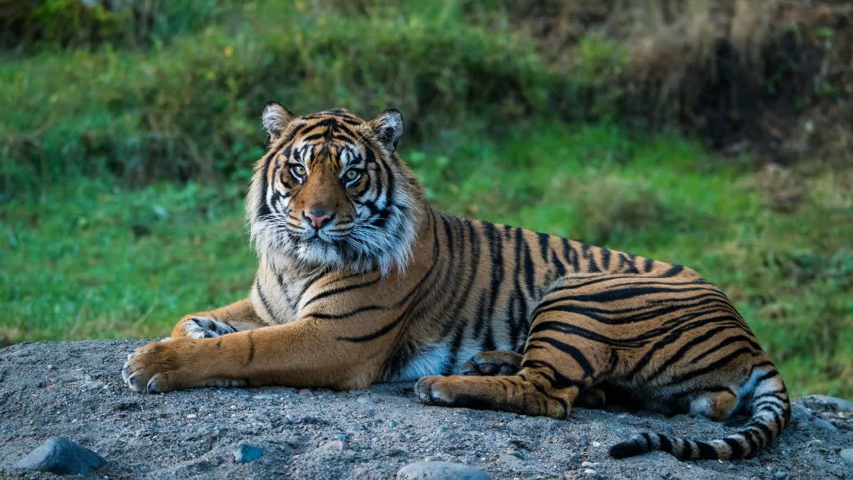 RATAPANI NATIONAL PARK TIGERS COUNT