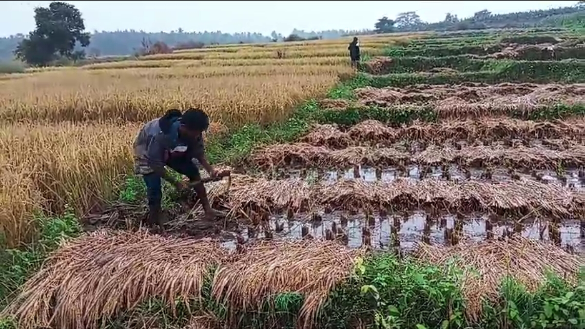 ಫೆಂಗಲ್​ ಚಂಡಮಾರುತದಿಂದ ಮೈಸೂರಿನಲ್ಲಿ ಮಳೆ: ಹಾಳಾದ ಬೆಳೆ