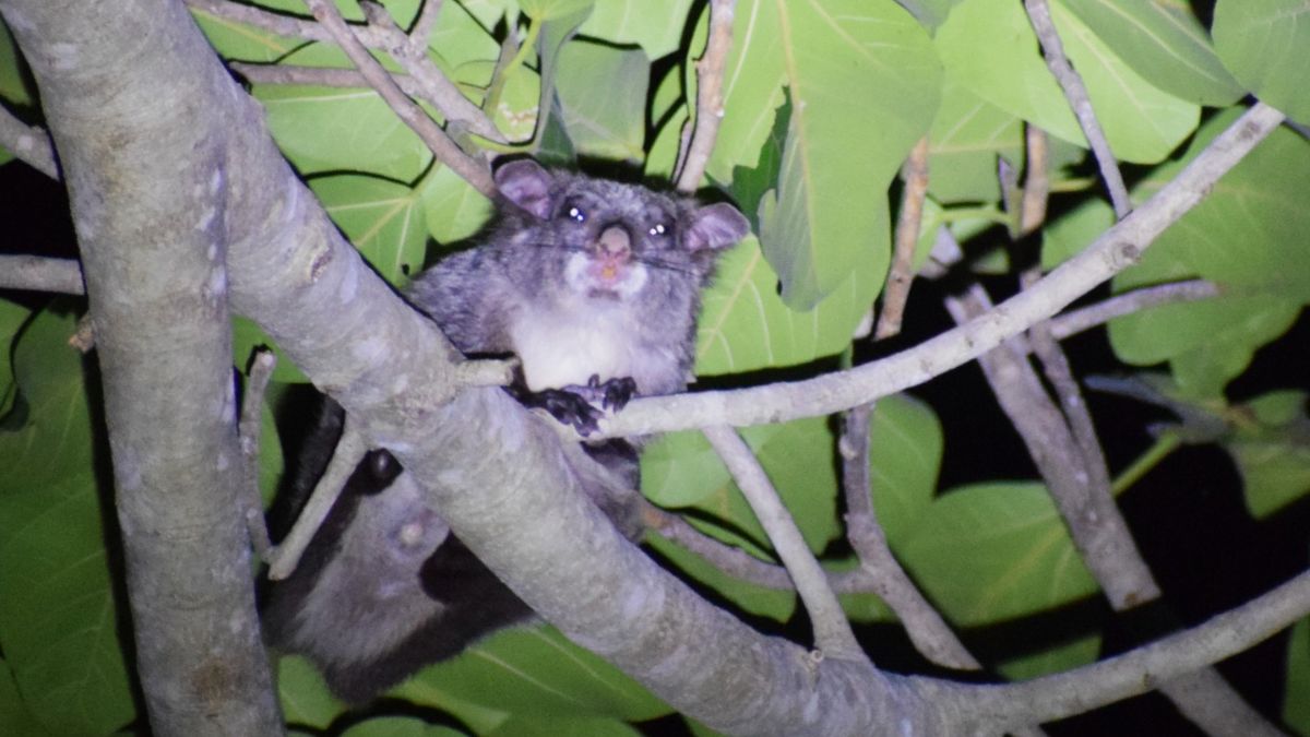 FLYING SQUIRREL HUNTERS ARRESTED