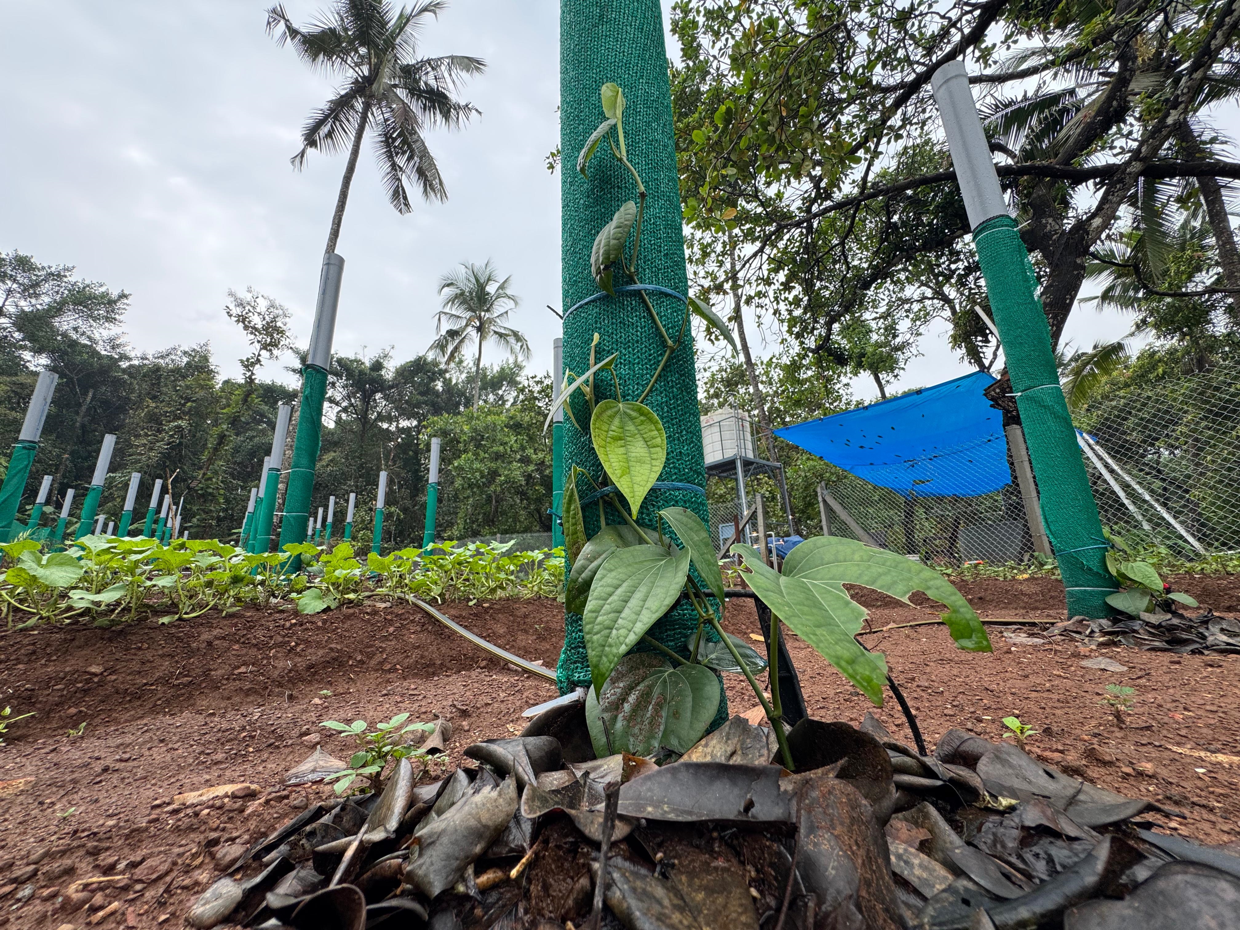 BLACK PEPPER FARMING KANNUR  BLACK PEPPER VIETNAM MODEL FARMING  വിയറ്റ്‌നാം മോഡല്‍ കുരുമുളക് കൃഷി  EFFECTIVE WAYS FOR PEPPER FARMING