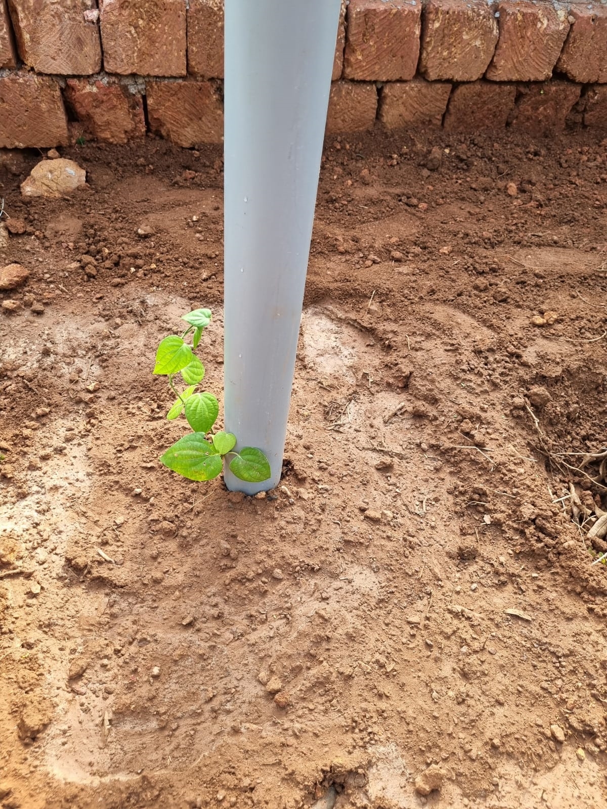 BLACK PEPPER FARMING KANNUR  BLACK PEPPER VIETNAM MODEL FARMING  വിയറ്റ്‌നാം മോഡല്‍ കുരുമുളക് കൃഷി  EFFECTIVE WAYS FOR PEPPER FARMING