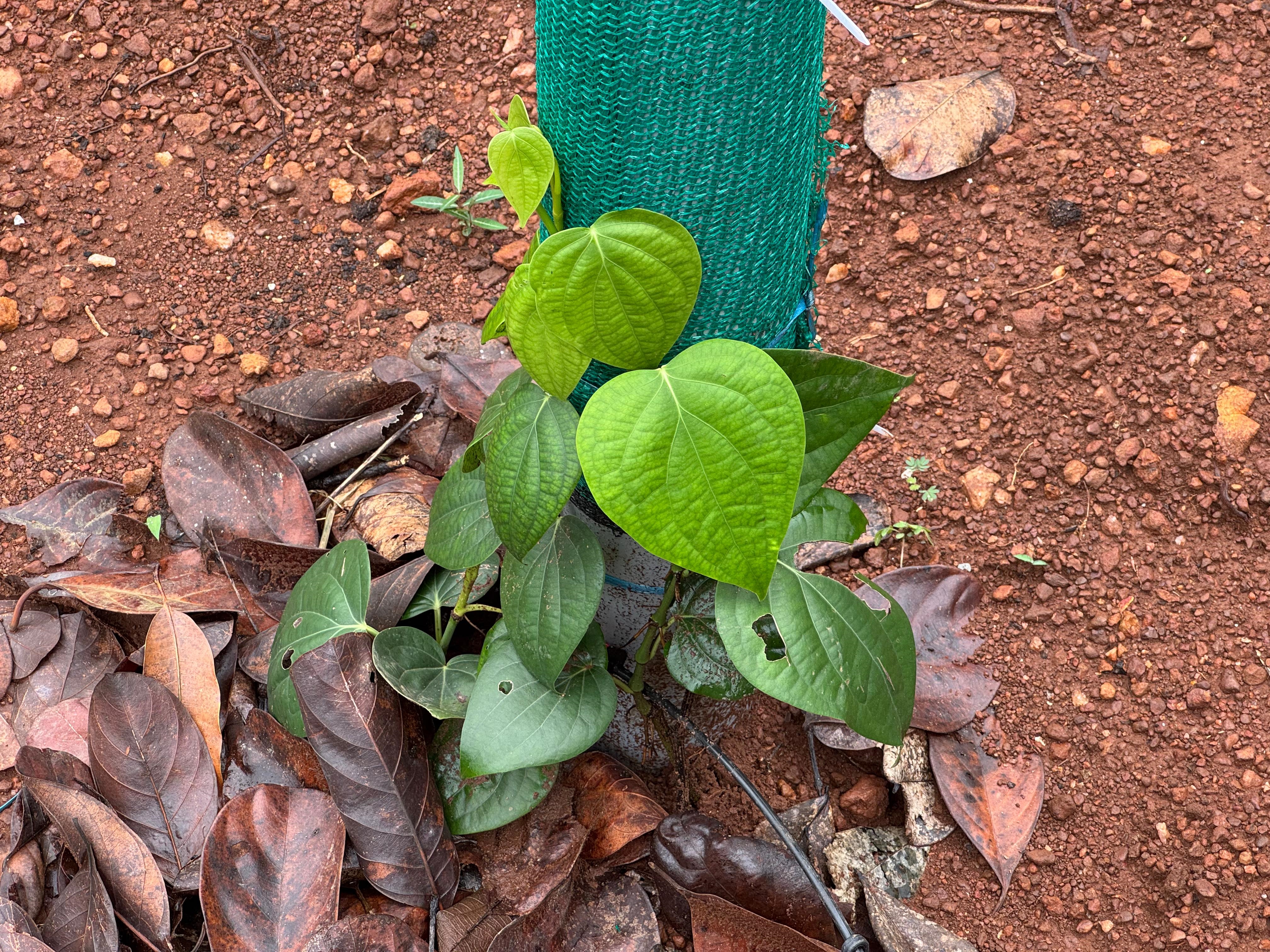 BLACK PEPPER FARMING KANNUR  BLACK PEPPER VIETNAM MODEL FARMING  വിയറ്റ്‌നാം മോഡല്‍ കുരുമുളക് കൃഷി  EFFECTIVE WAYS FOR PEPPER FARMING