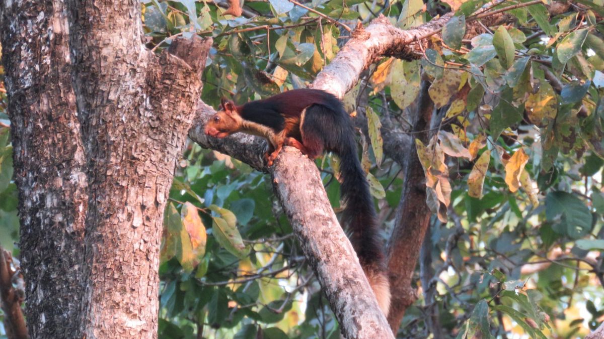 Indian giant squirrel at Sitanadi reserve, Dhamtari