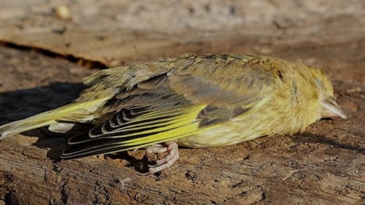 JATINGA BIRD SUICIDE MYTH  BIRD SUICIDE VALLEY IN ASSAM  പക്ഷികളുടെ ആത്മഹത്യ  ASSAM BIRD SUICIDE VALLEY