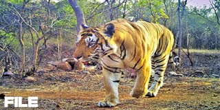 tigers_in_kadapa_district