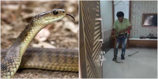 snake was spotted in devhara Saparde village Thane watch video