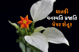 બેંગલુરુ શહેરમાં ફેલાતો અત્યંત એલર્જીક છોડ