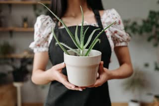 Aloe vera For Vastu