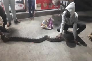 BURHANPUR SHRI RAM TEMPLE PYTHON RESCUED