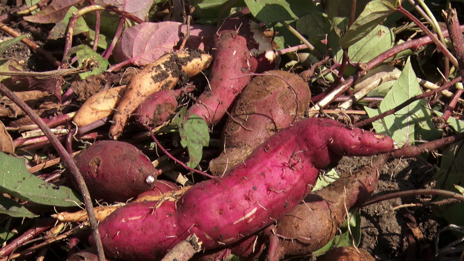 Bhopal Sweet potato cultivation