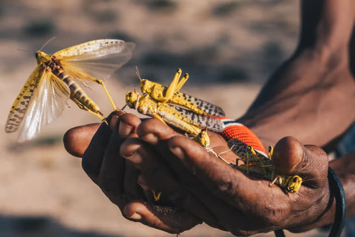 Swarms of crop-destroying desert locusts reach Haryana