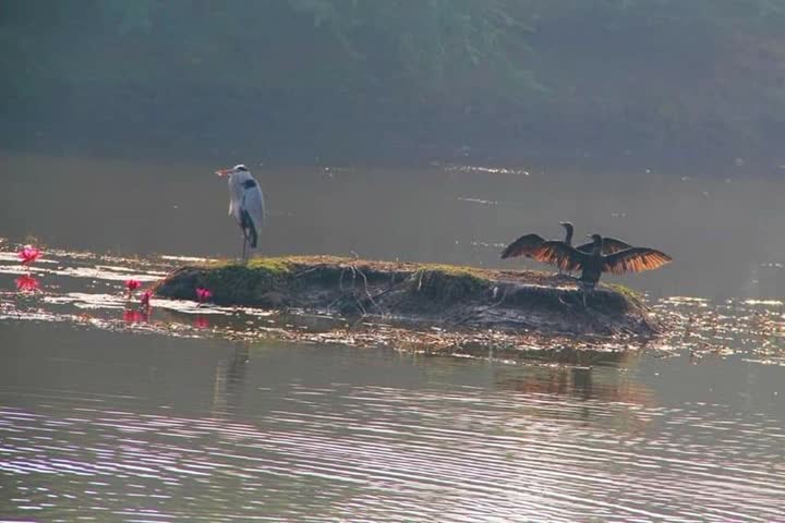 170 પક્ષીના નમૂના મોકલવામાં આવ્યા