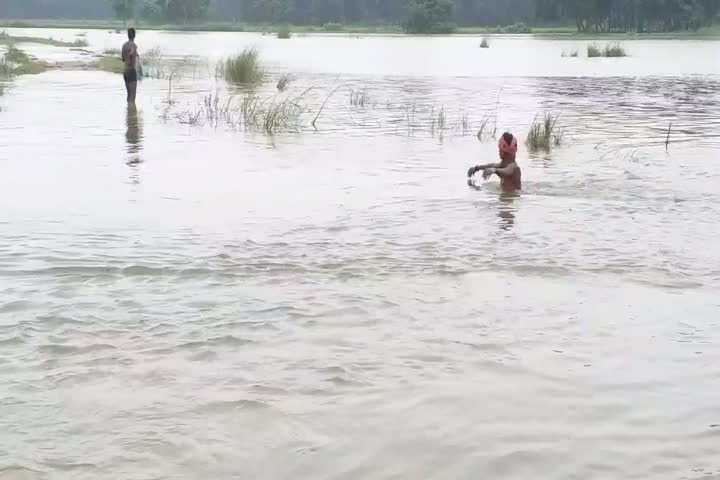 बाढ़ के पानी से फसल बर्बाद 