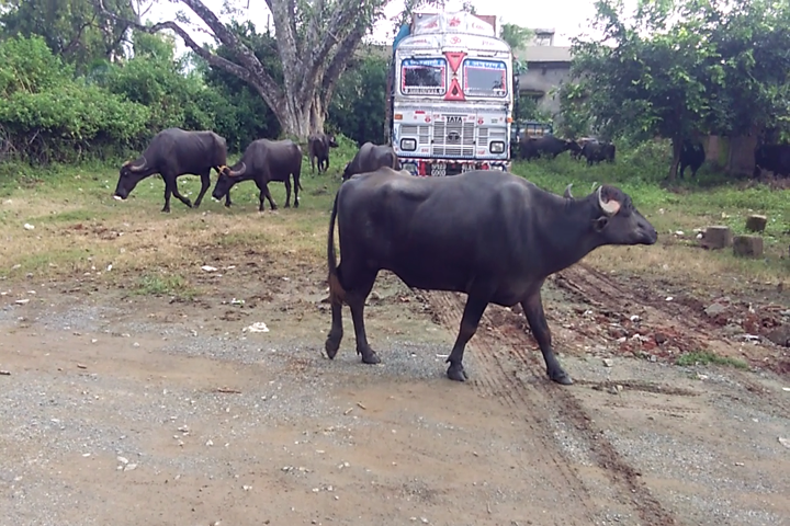 Kunda police crackdown on cattle smugglers