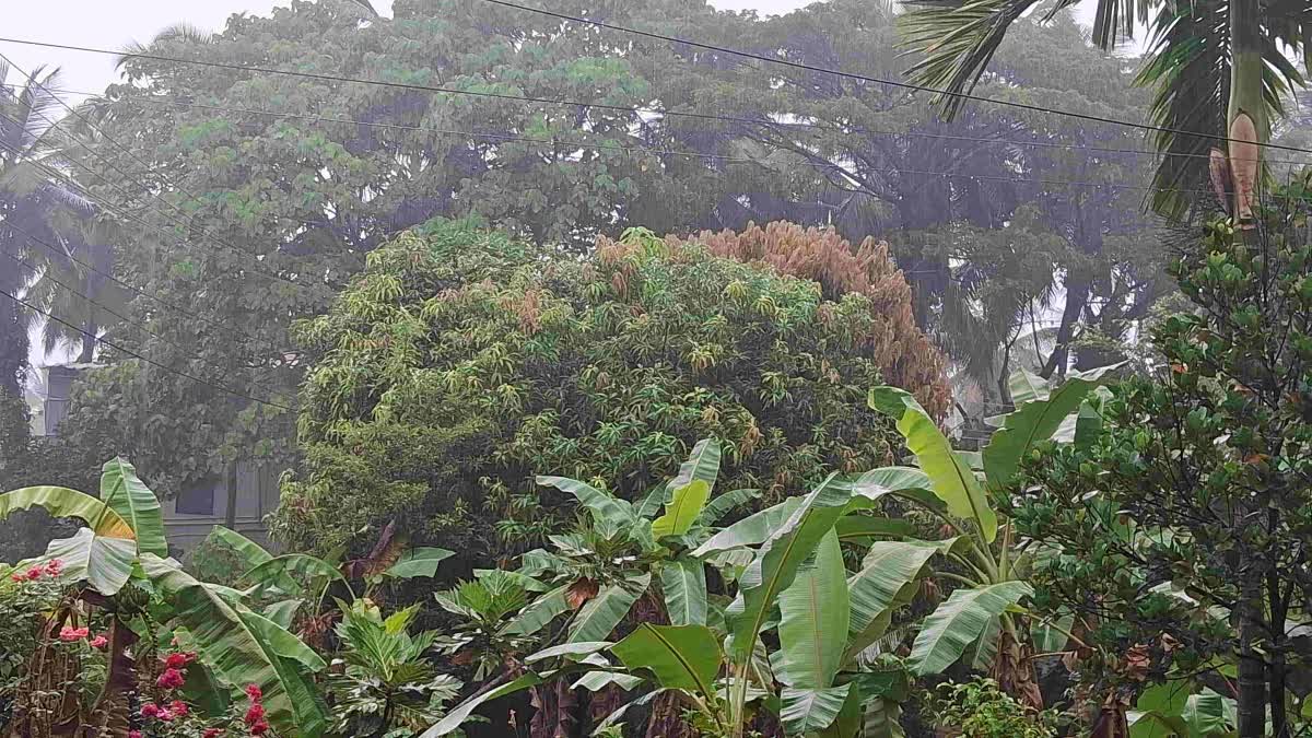 Depression in Arabian sea: Heavy rain across Dakshina Kannada