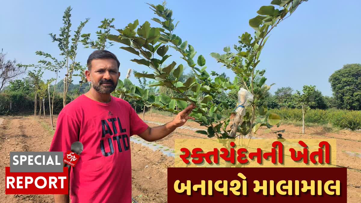 Sandalwood Cultivation