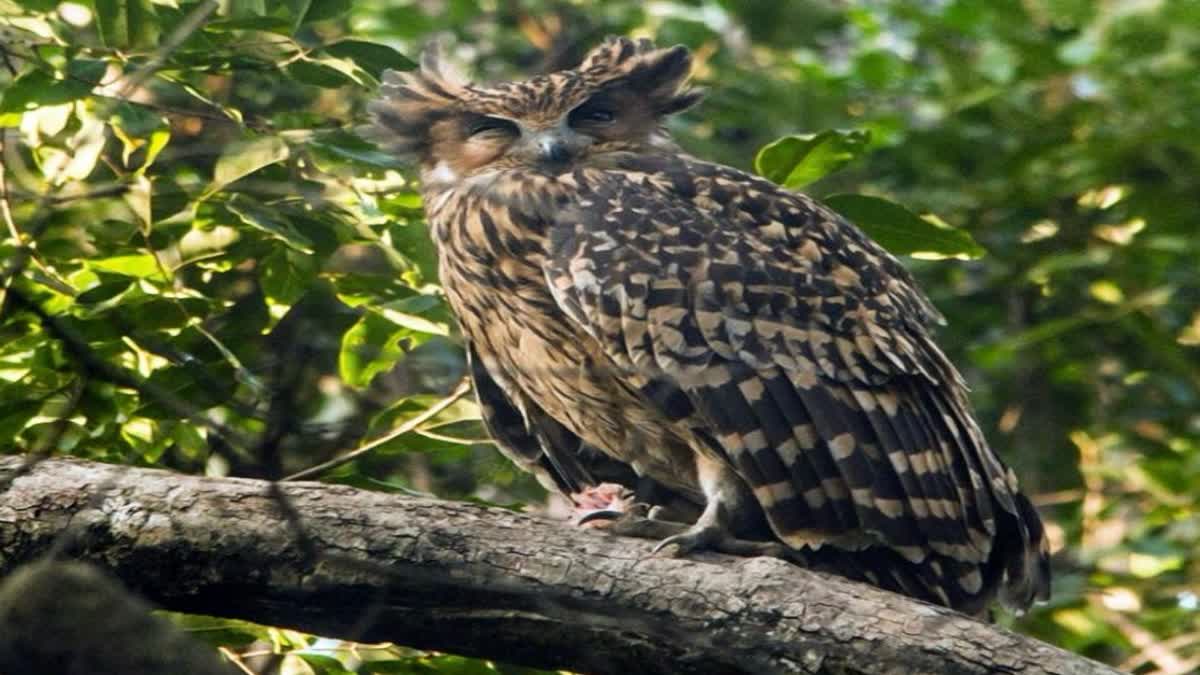 Tawny Fish Owl