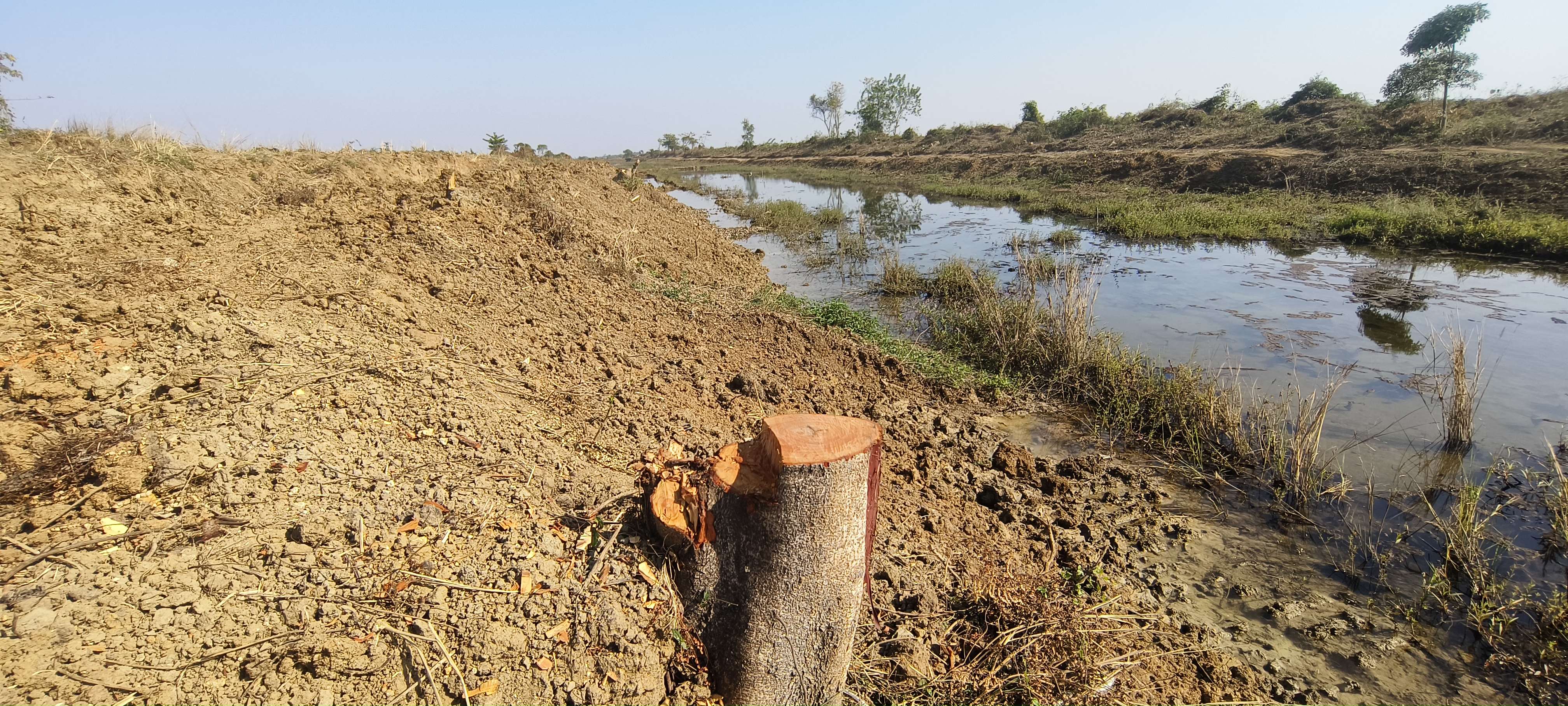 Tree Cutting in Birbhum