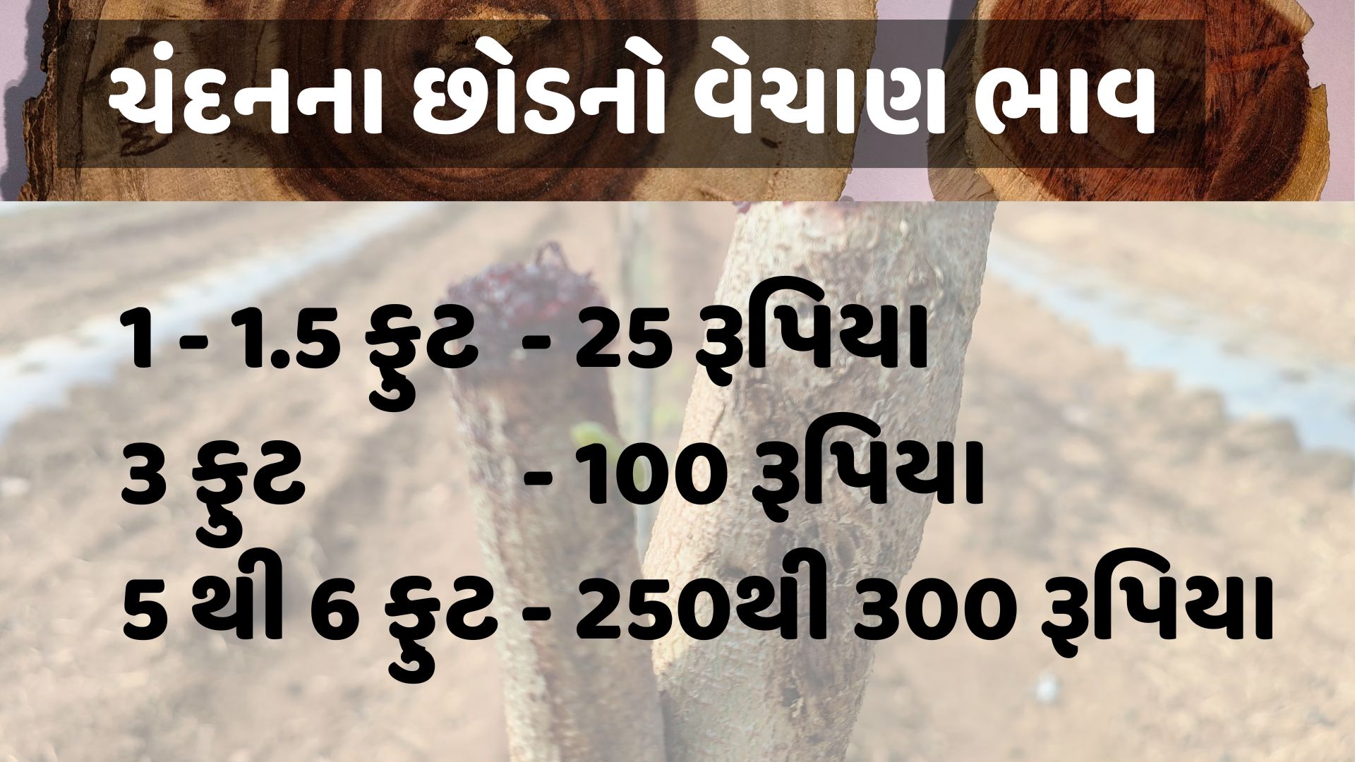 ચંદનના છોડનો વેચાણભાવ