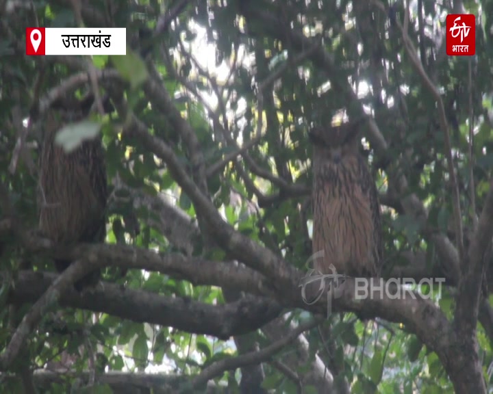 Tawny Fish Owl in Corbett