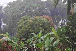 Depression in Arabian sea: Heavy rain across Dakshina Kannada