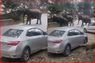 Herd of elephants on Kotdwar Highway