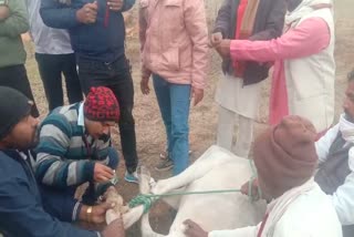 Damoh Cruelty To Cows