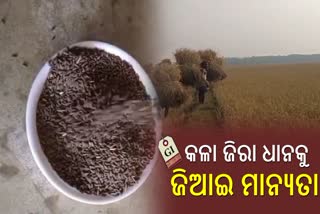 Kala Jeera Rice of Koraput