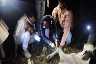 BMKS workers removing nails from cow's hoof (Photo: ETV Bharat)