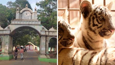 White tigress Roma gives birth to two small cubs