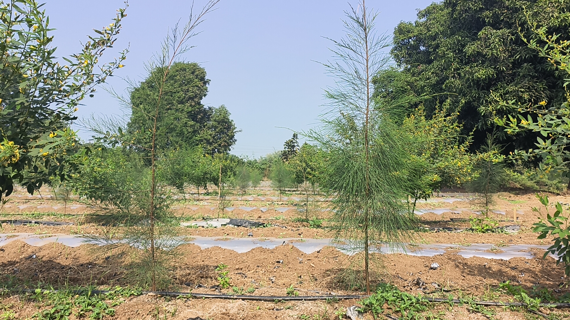 Sandalwood Cultivation