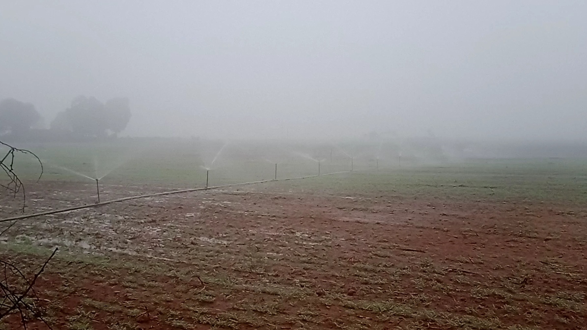 Frost on crops