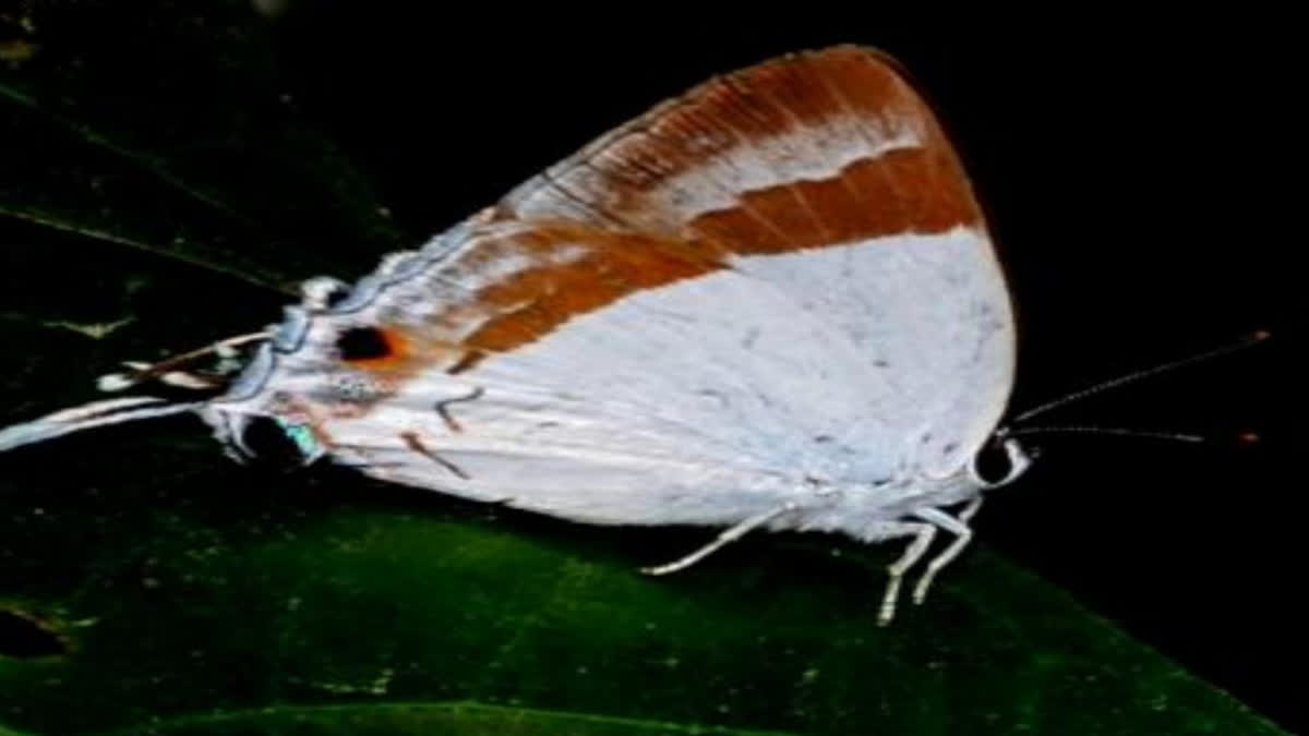 Banded Royal butterfly in Tripura